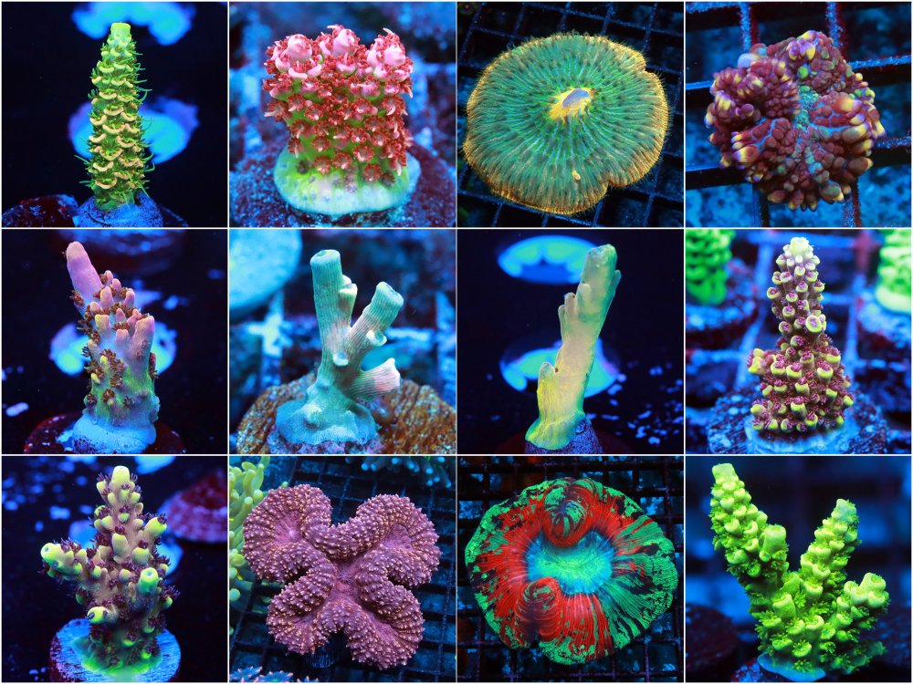 POTO Auction is now live on ReefnBid with POTO Tangerine Sky, POTO